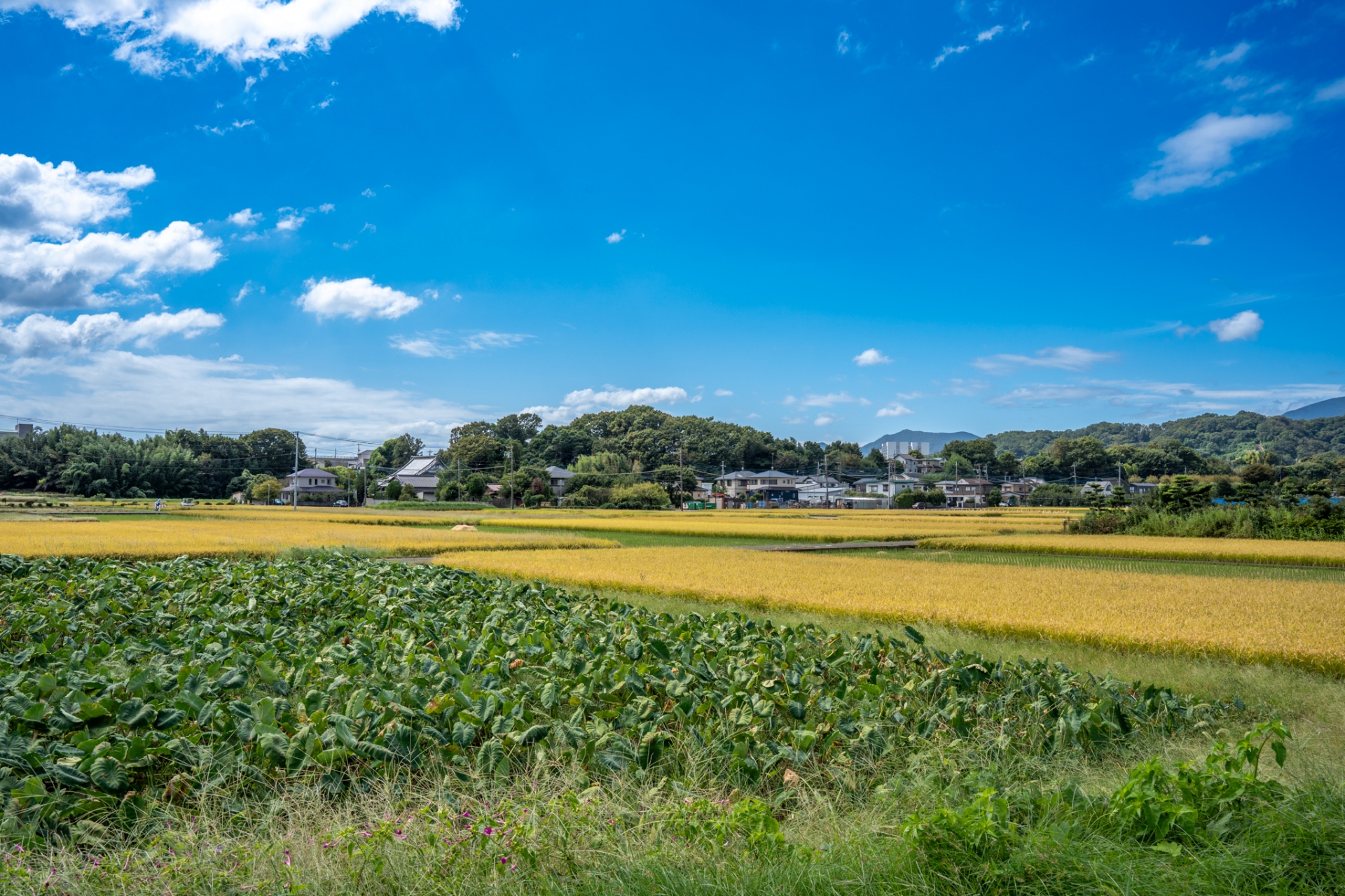 遠方にある不動産を売却する方法と不動産売却時の注意点