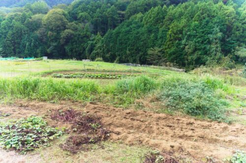 農地の売却は難しい？不要な農地を保有し続けるリスクと売却方法