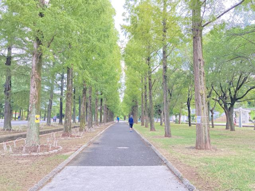 公園の入り口 並木道