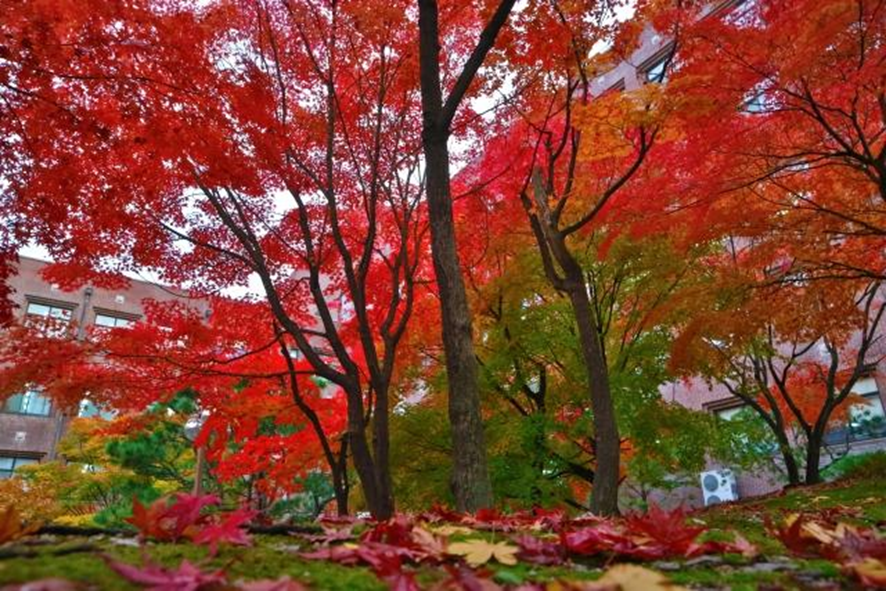 紅葉イラスト